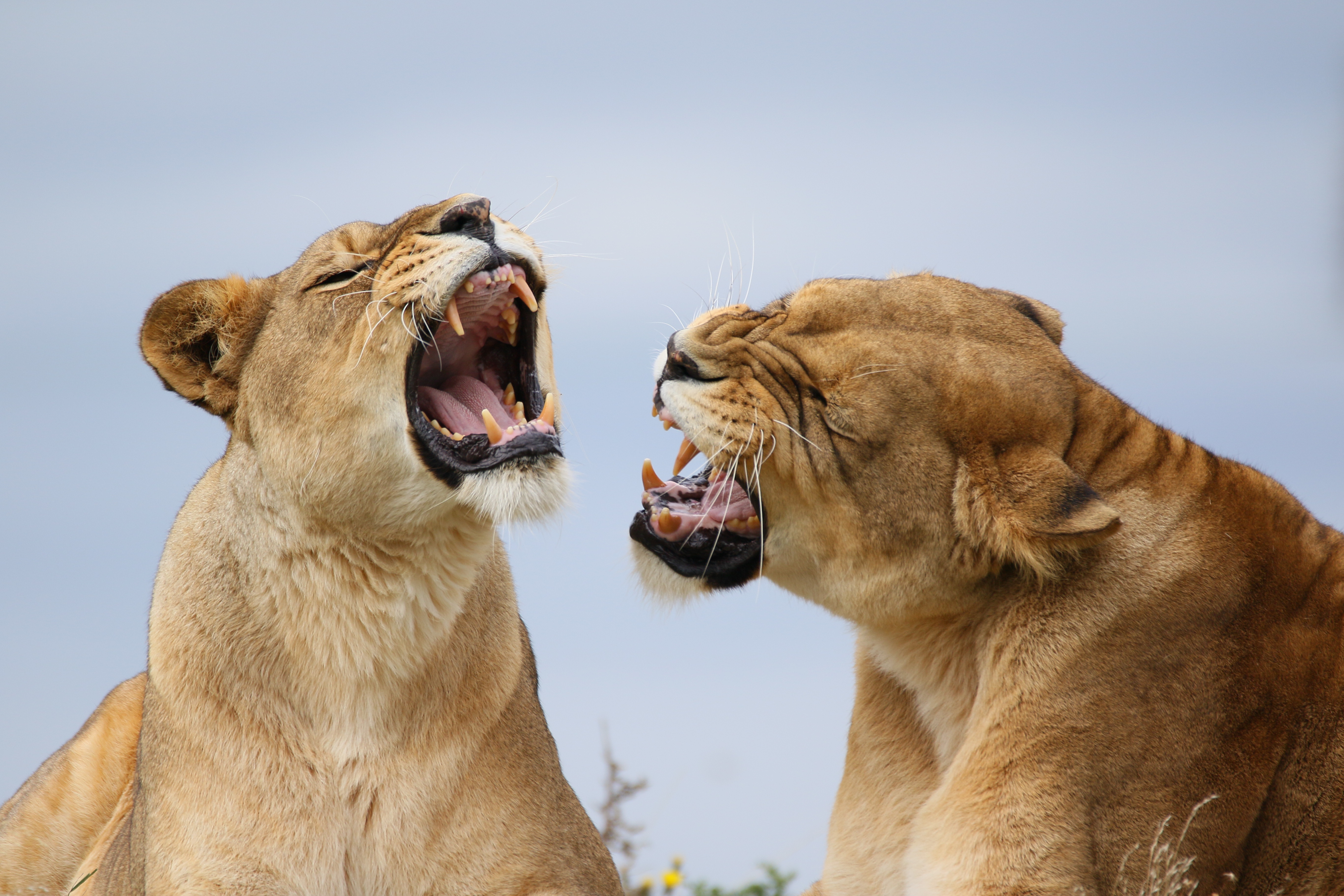 BIAZA Woman of the Year